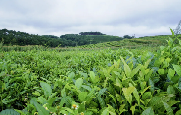 信富网 云南小众宝藏地旅游地推荐，普洱值得一去的7大好玩景点，惊艳又安逸！